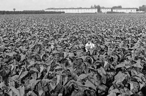 tobacco, 1940-1950