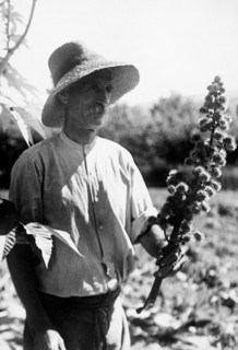agriculture, castor-oil plants