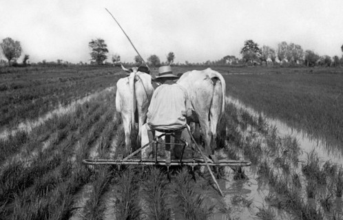 agriculture, weeding