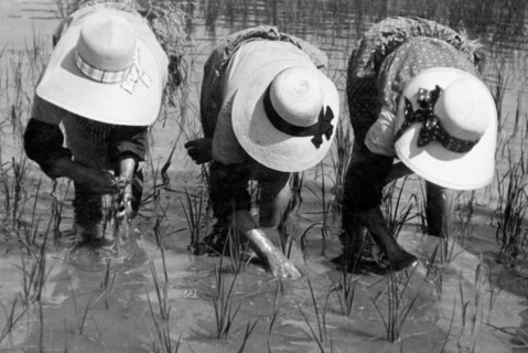 rice weeders