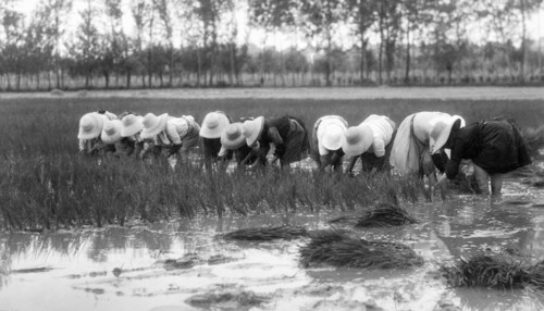 agricolture, paddyfield, 1930-1940