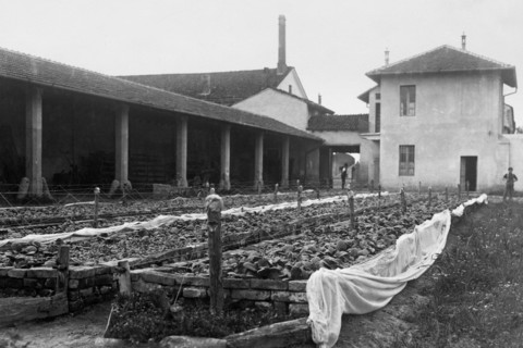 tobacco growing, 1920-1930