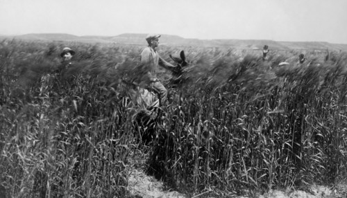 cornfield, 1931