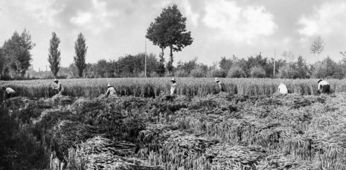 cornfield, 1920-1930
