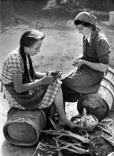 peeling, iris rhizomes, 1946