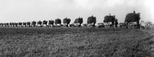 agriculture, 1910-1920