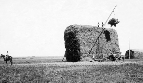 cornfield, 1910-1920