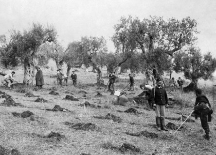 manuring, olive groves