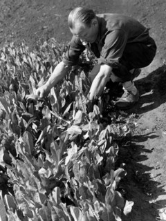 agriculture, 1947