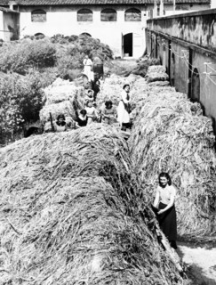 defibration of the wood, 1940