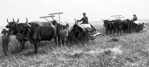 italy, sicily, reaping, 1930