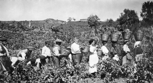 italy, sicily, grape harvest, 1910-1920