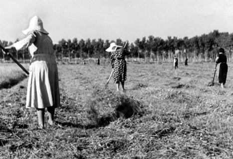 italy, tuscany, campi bisenzio, 1950