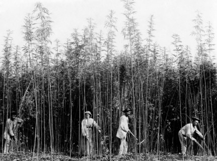 cutting hemp, 1900-1910