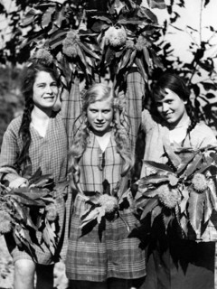 harvest chestnuts, 1932