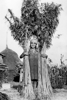 hemp, 1930-1940