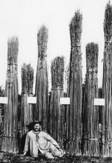 hemp, 1900-1910
