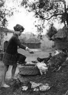 birdseed time, chickens, 1930-40