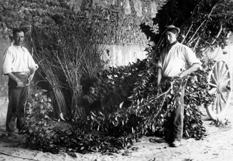 leaves, preparation for silkworm