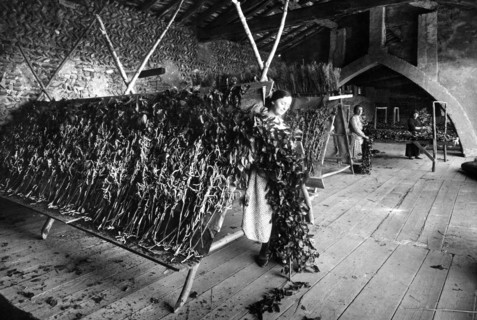 wood for silkworms