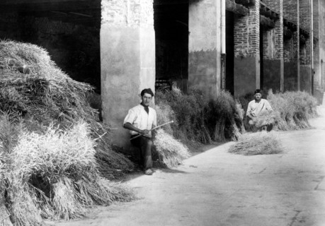 sericulture