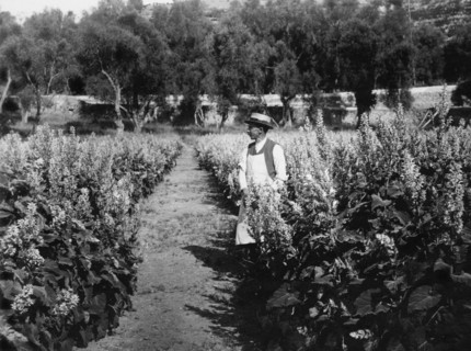 industry of vallecrosia, clary, 1910-1920