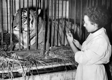 circus, veterinarian with tiger, 1951