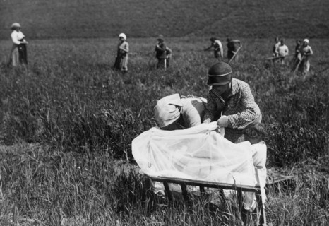 lotta alla malaria, lattante protetto dall'insidia delle zanzare in un campo di grano, luglio 1926