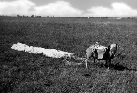 Mouton utilisé pour les essais de parachutes, 1930