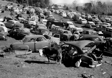 une vache broute dans un cimetière de voitures dans le vermont, 1964