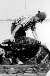 pêche à l'anguille sur le po' de cremona, 1930-1940