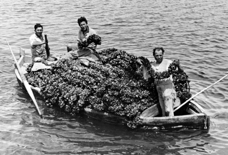 cargaison de moules du lac fusaro, 1952