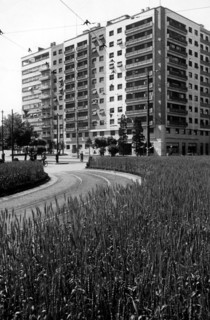 jardins urbains, blé mûr dans les jardins de guerre, 1942
