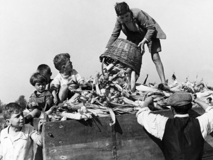transport de maïs, maize, 1940