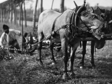 chevaux au travail, 1930