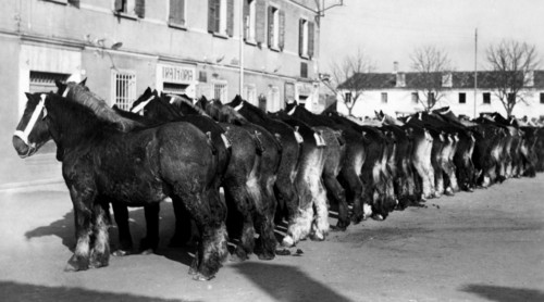 poulains de pur-sang à roncoferraro, province de mantoue, 1940