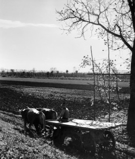 près de commessaggio, province de mantova, 1961