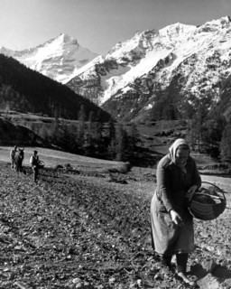 semis à ozien, aymavilles, province d'aosta, 1967