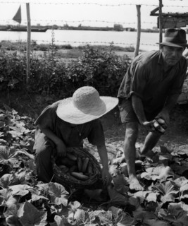 récolte des concombres à chioggia, province de venise, 1955