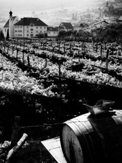 vignes à caldaro, 1967