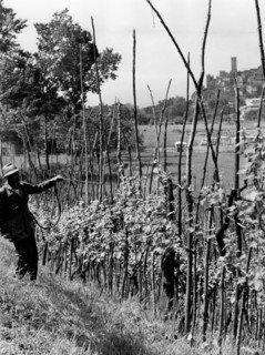 pulvérisation de vert-de-gris sur un vignoble à castell'arquato, 1964