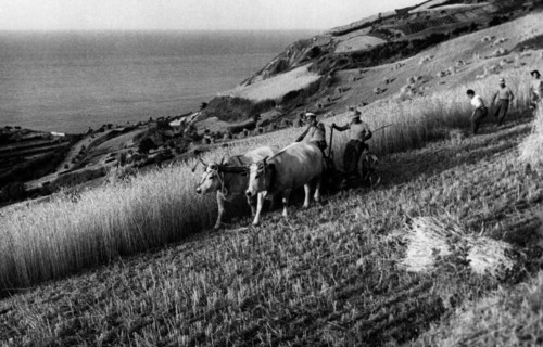 travaux des champs dans la province de pesaro, 1955