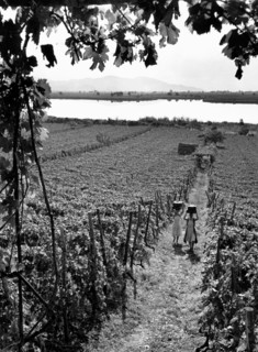 Vignobles près de Terracina, 1955