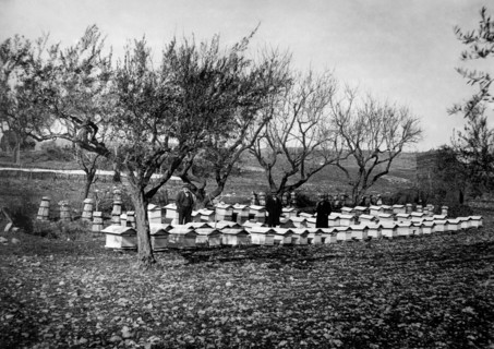 ruches dans la province de pescara, 1930