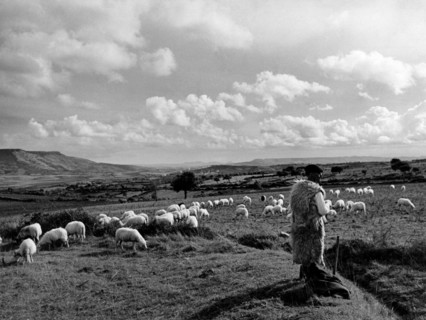 dans la campagne s sarde d'oristano, 1952