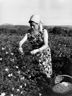 collection de fleurs de jasmin près de reggio calabria, 1965