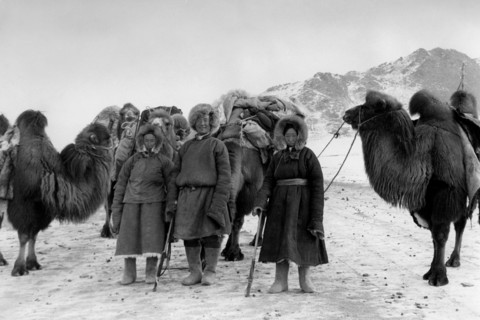 asie, mongolie, chameliers dans le désert, 1958