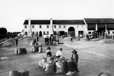 italie, veneto, agriculteurs dans la cour de ferme pour le séchage des céréales, 1920 1930