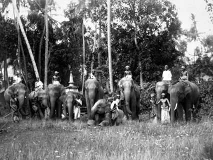 asie, sri lanka, groupe d'éléphants sacrés pour les bouddhistes, 1910