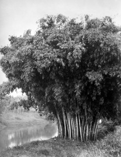 asie, sri lanka, bambou dans le jardin botanique de kandi, 1910